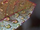 Wet Leaf_27717